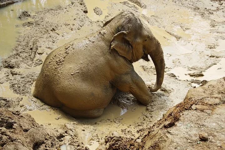 A beautiful afternoon with our elephants - 2