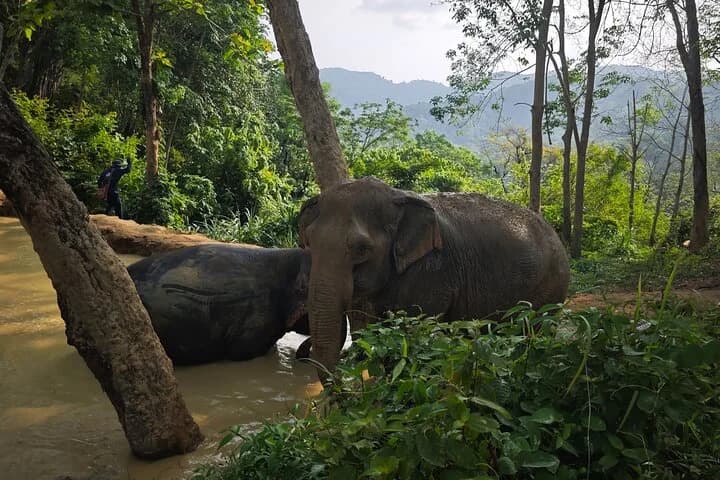 A beautiful afternoon with our elephants - 3