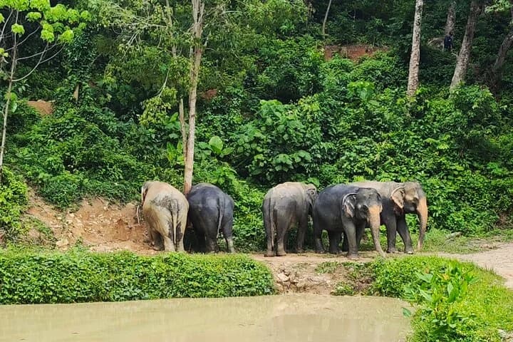 A beautiful afternoon with our elephants - 4