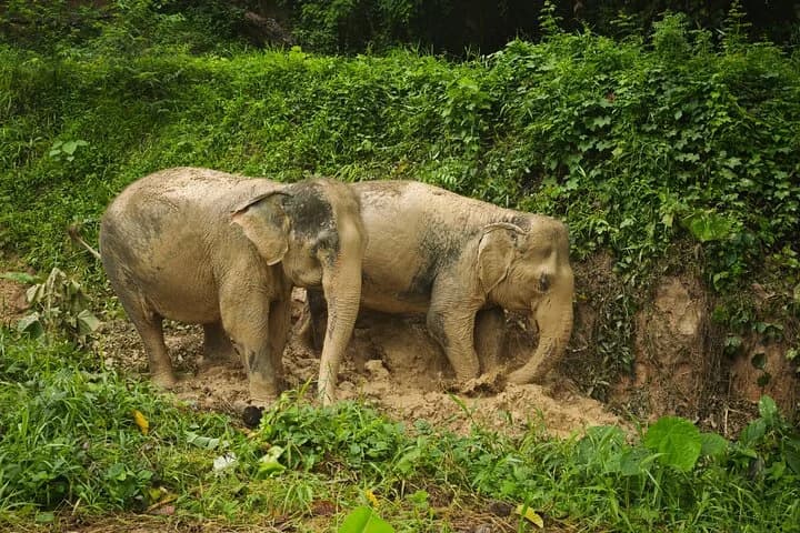 A beautiful afternoon with our elephants - 5