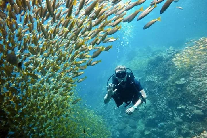 Premium Guided Scuba Diving Day Trip for Certified Divers - 2