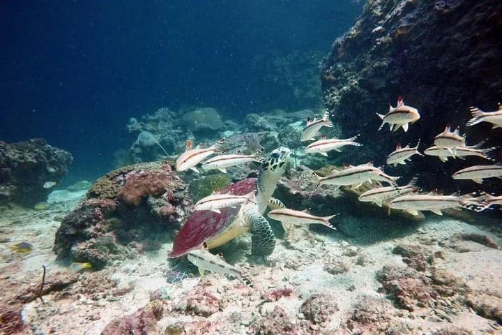Premium Guided Scuba Diving Day Trip for Certified Divers - 3