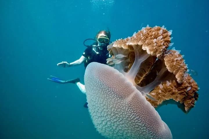 Premium Guided Scuba Diving Day Trip for Certified Divers - 4