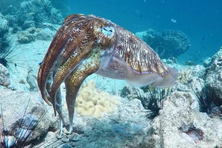 Premium Guided Scuba Diving Day Trip for Certified Divers - 5
