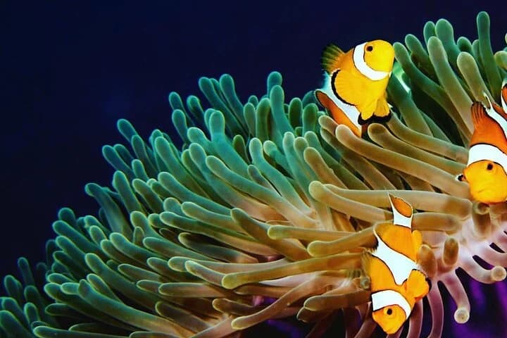2 dives at coral reefs, Half day for certified divers - 2