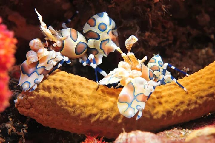 2 dives at coral reefs, Half day for certified divers - 4