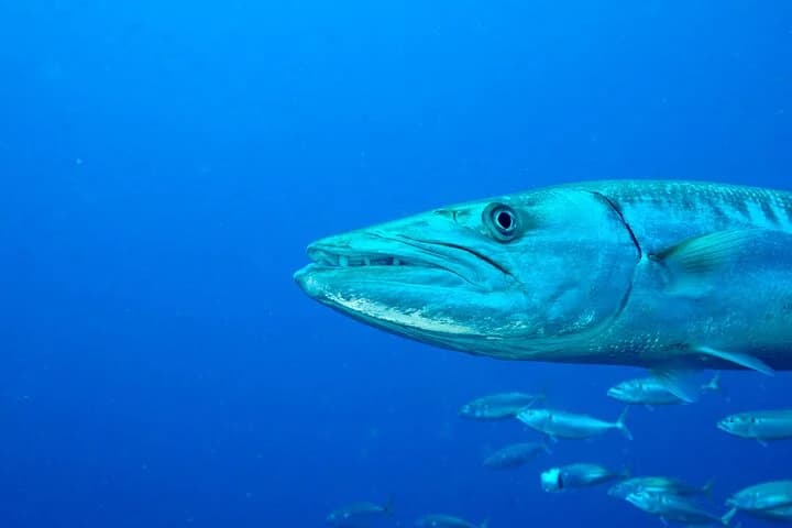 2 dives at coral reefs, Half day for certified divers - 5