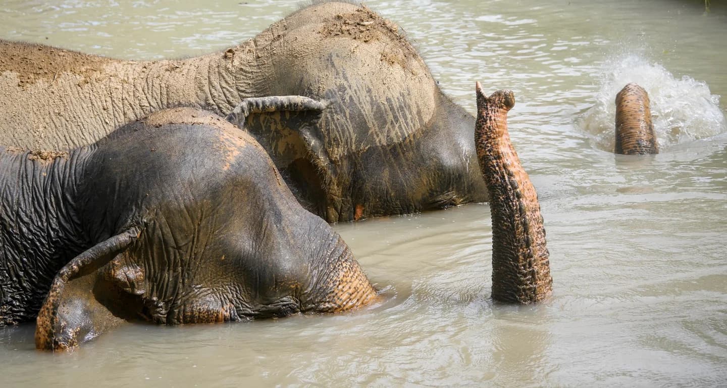 Canopy Walkway Visit & Elephant Experiences - 2