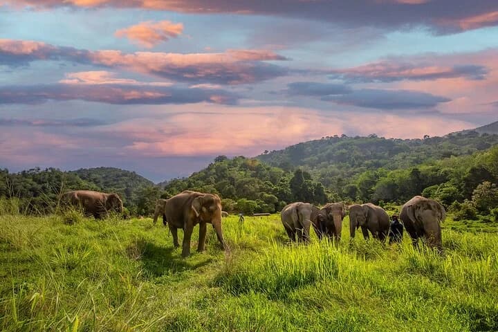Mini Elephant Nature at Bukit Elephant Park - 2