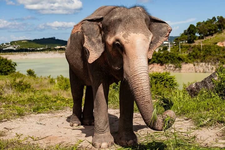 Mini Elephant Nature at Bukit Elephant Park - 3