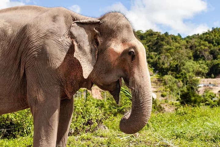 Mini Elephant Nature at Bukit Elephant Park - 4