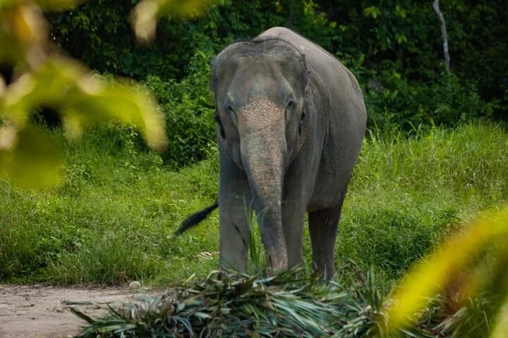 Mini Elephant Nature at Bukit Elephant Park - 5