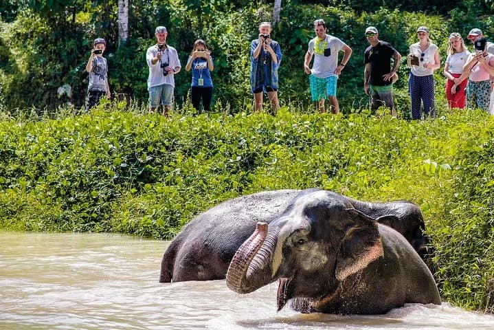 A Morning with the Elephants at Phuket Elephant Sanctuary - 2