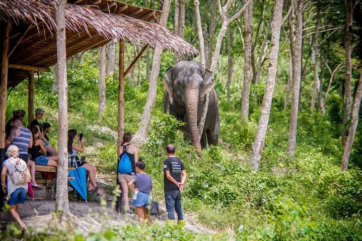 A Morning with the Elephants at Phuket Elephant Sanctuary - 3