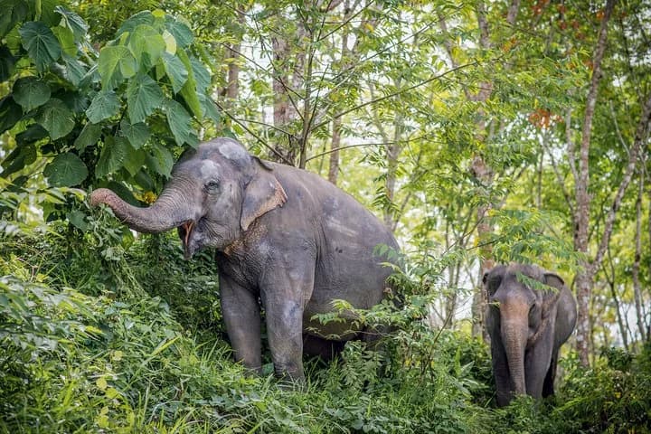 A Morning with the Elephants at Phuket Elephant Sanctuary - 5