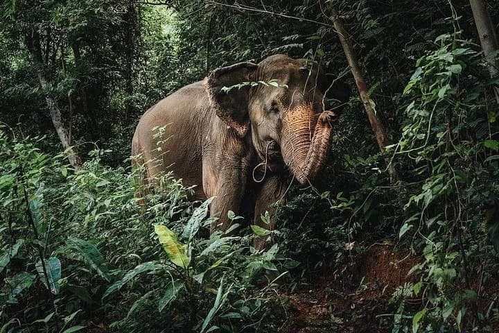 Phuket Elephant Nature Reserve Ethical Sanctuary