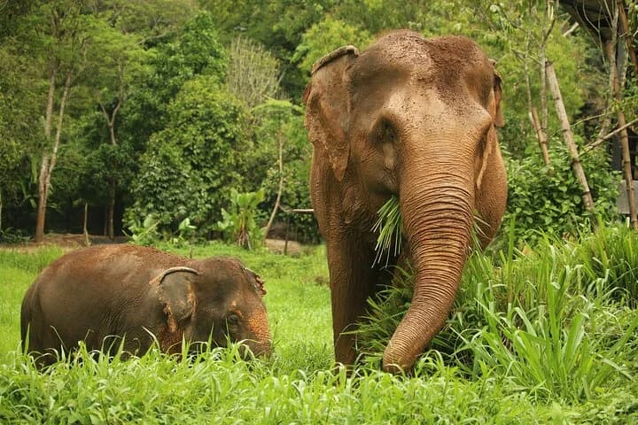 Phuket Elephant Nature Reserve Ethical Sanctuary - 2
