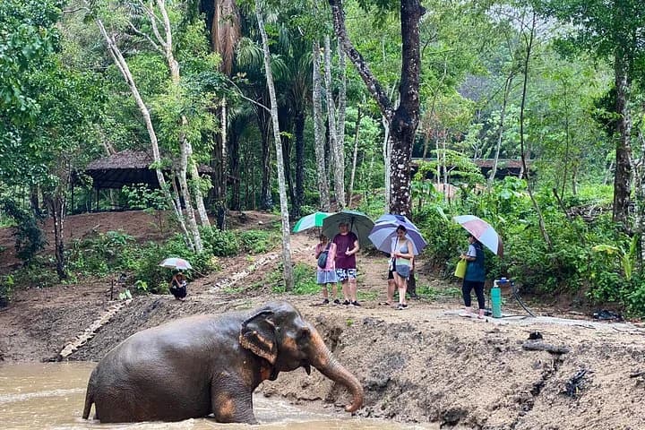 Phuket Elephant Nature Reserve Ethical Sanctuary - 3