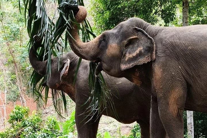 Phuket Elephant Nature Reserve Ethical Sanctuary - 4