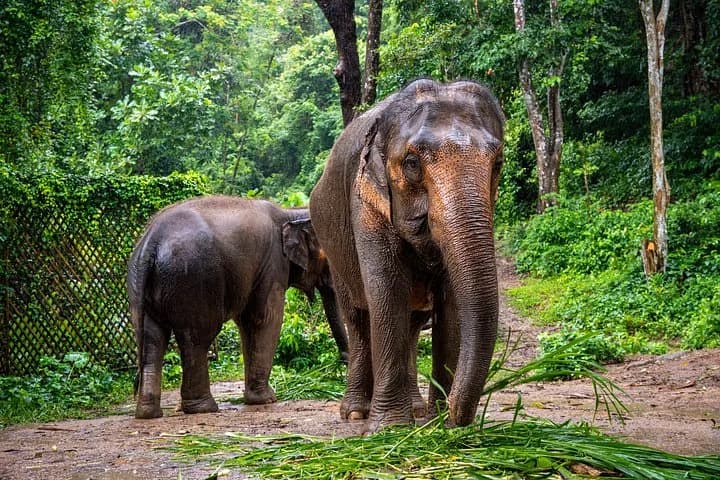 Phuket Elephant Nature Reserve Ethical Sanctuary - 5