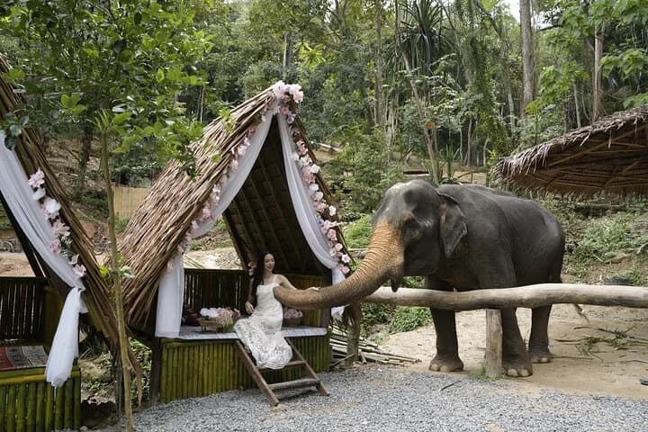 Half day with Elephants at Patong Elephant Hug (No ride No trick)