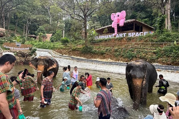 Half day with Elephants at Patong Elephant Hug (No ride No trick) - 2