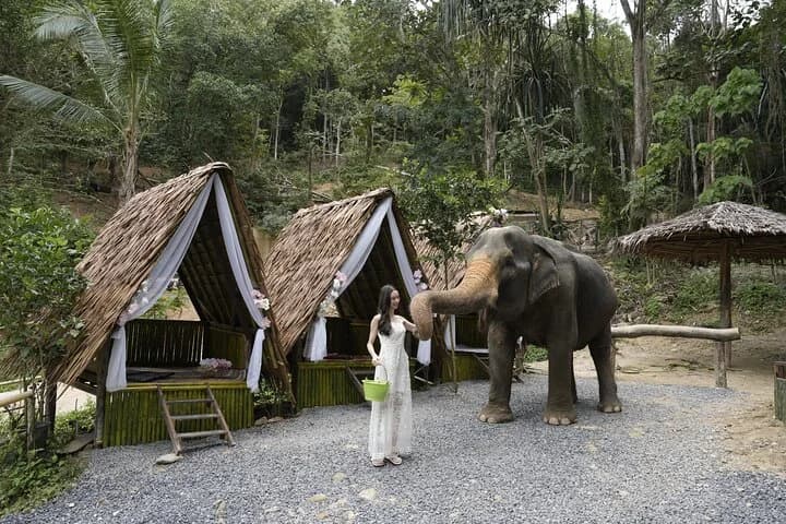 Half day with Elephants at Patong Elephant Hug (No ride No trick) - 4