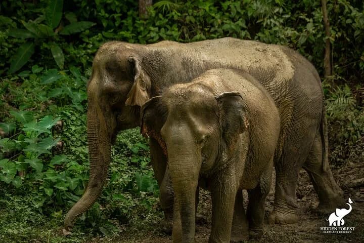 Phuket: Hidden Forest Elephant Reserve Guided Tour with Lunch - 2