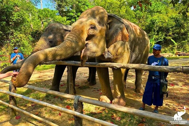 Phuket: Hidden Forest Elephant Reserve Guided Tour with Lunch - 3