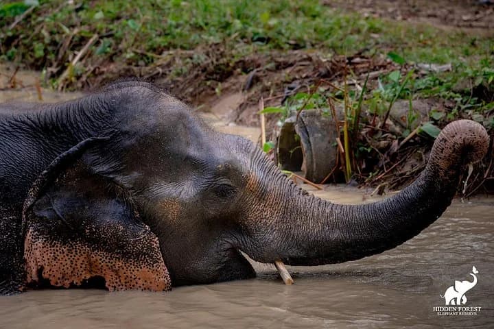 Phuket: Hidden Forest Elephant Reserve Guided Tour with Lunch - 4