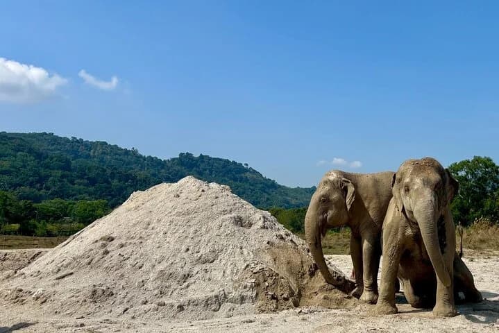 Phuket: Elephant Nature Walk - Guided Tour with Transport - 2
