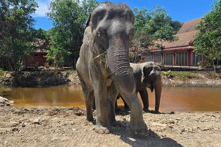 Phuket: Elephant Nature Walk - Guided Tour with Transport - 3