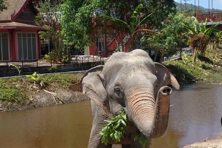 Phuket: Elephant Nature Walk - Guided Tour with Transport - 4