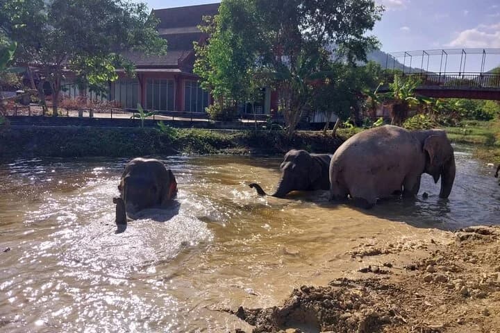 Phuket: Elephant Nature Walk - Guided Tour with Transport - 5