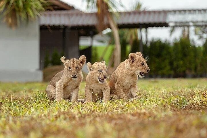 Lion Land Phuket Entry Ticket with Private Hotel Transfer - 2