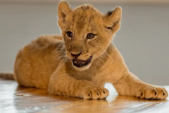 Lion Land Phuket Entry Ticket with Private Hotel Transfer - 5