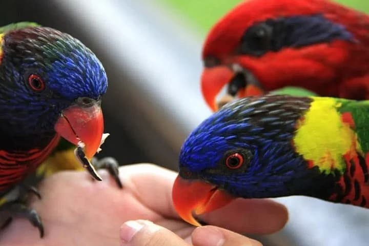 Phuket Bird Park Admission Ticket - 2