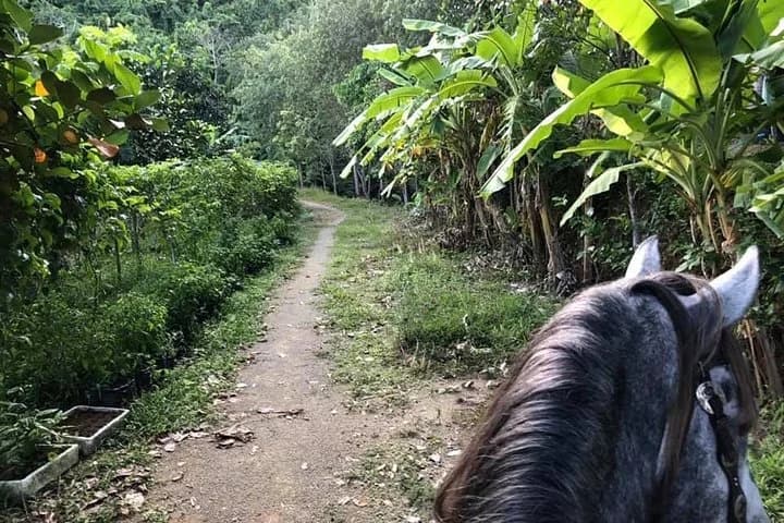 Horseback Riding 1 hour trail - 3