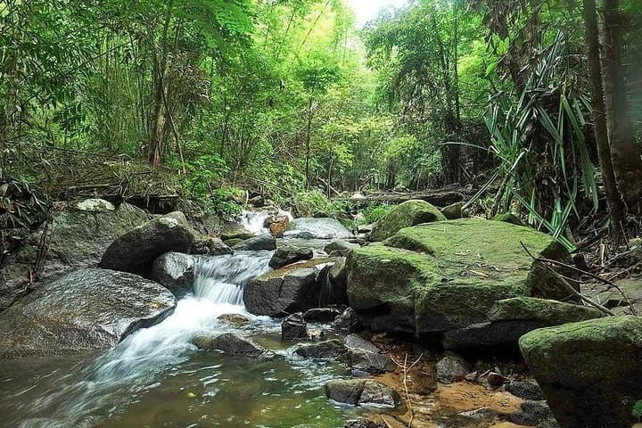Phuket Jungle Trekking Experience at Khao Phra Taew National Park - 4