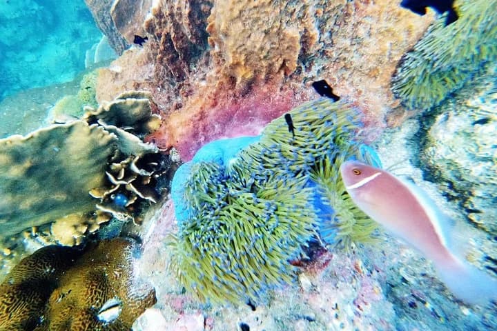3-Day PADI Open Water Diver Course - 3