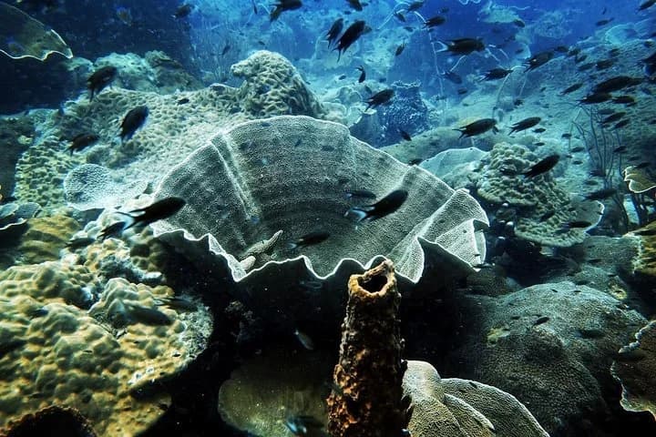 1-Day Adventure in Diving - 4