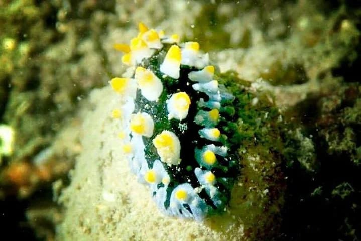 1-Day Adventure in Diving - 5