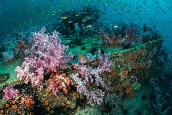 3 Fun Dives King Cruiser Wreck and Koh DokMai for Certified diver - 3