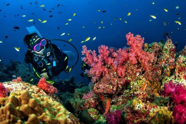 3 Fun Dives King Cruiser Wreck and Koh DokMai for Certified diver - 4