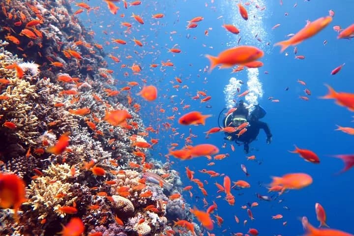 3 Fun Dives King Cruiser Wreck and Koh DokMai for Certified diver - 5