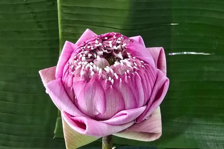 Thai Flower Art in Phuket - 4
