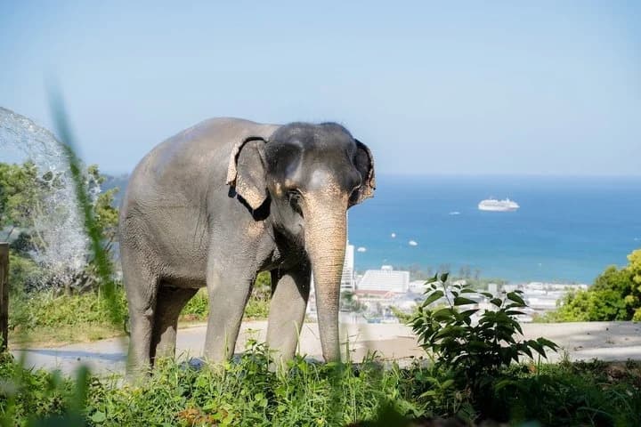 Phuket Elephant Learning and Tree Planting Experience