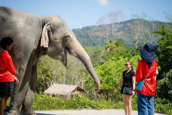 Phuket Elephant Learning and Tree Planting Experience - 3