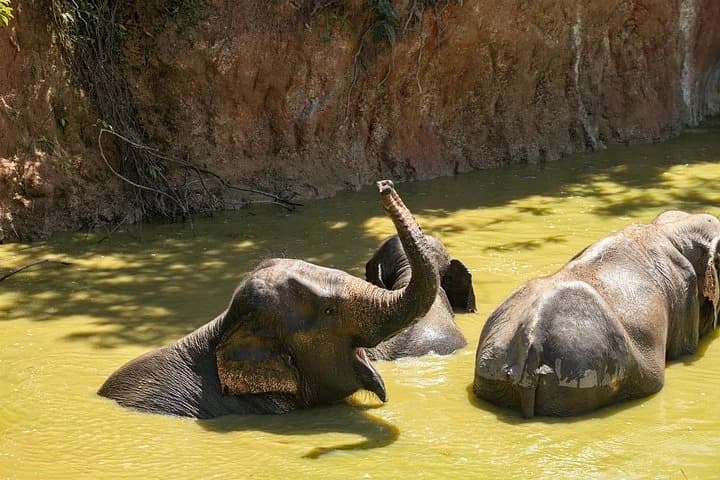Elephant Nature Experience with Lunch at Bukit Elephant Park - 2