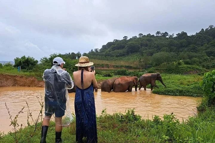 Elephant Nature Experience with Lunch at Bukit Elephant Park - 3